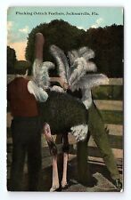 Plucking Ostrick Feathers Jacksonville Florida Vintage Postcard picture
