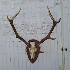 Taxidermy, very big red-stag deer trophy 12 pointer, very large deer trophy picture