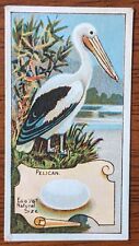 1912 Wills Vice Regal Birds of Australasia Cigarette Card - Pelican  picture