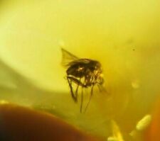 Rare Insect in Genuine Dominican Amber Fossil Gem Stone Natural (0.7 g) a393 picture