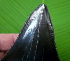 GEORGIA - MEGALODON SHARK TOOTH  - 4 & 11/16 in. *  BLACK as NITE * - SERRATED  picture