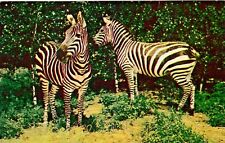 Vintage Animal  Postcard ZEBRAS PAINTED HORSE UNPOSTED   CHROME picture