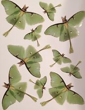Luna Moth Stickers 10 Life-like Homemade Photograph Insect Bug  picture