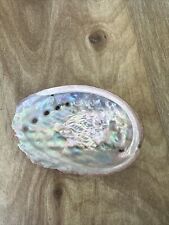 Red Abalone Haliotis Sea Shell Seashell picture