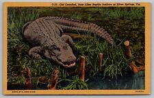 Old Cannibal Ross Allen Reptile Institute Silver Springs Florida Fl Postcard picture