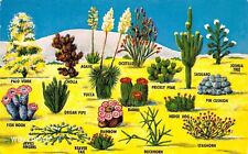 Postcard OCP Desert Southwestern Cacti and Flora Identification Card picture