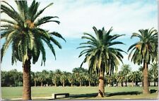 New Orleans, Louisiana  - City Park palm trees picture
