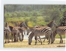 Postcard Zebras Kensta Wildlife Series picture