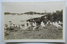 RPPC Monhegan Maine Sea Gulls Beach Real Photo Postcard picture