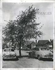 1952 Press Photo Elm Tree picture