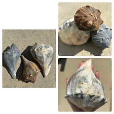 Large Natural Vintage Whelk Shells 7” - Home Decor - Beach House - Wedding  picture