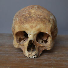c1890 Human Skull Medical Model Teaching Aid for Study Extremely Rare picture
