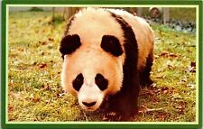 Panda Exhibit National Zoological Park Washington DC Wildlife Chrome Postcard picture