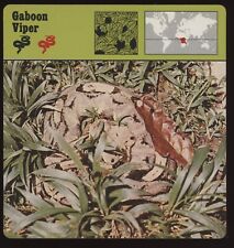 Gaboon Viper  Safari Cards Rencontre Reptiles picture