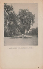 GEORGE WASHINGTON ELM TREE POSTCARD CAMBRIDGE MA MASSACHUSETTS 1906 picture