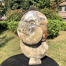 6.53LB  Natural Large Beautiful Ammonite Fossil Conch Crystal Specimen Healing picture