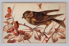 Postcard Beautiful Bird Embossed c1909 picture