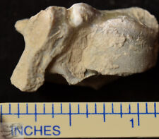 Oreodont Articulated Astragalus, Ankle Fossil, Merycoidodon, Badlands, SD, O1365 picture