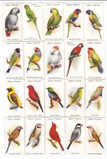 1933 Complete Set of 50 Gorgeous Bird Paintings Cards Parrots Finches Canaries picture