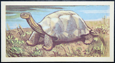 GALAPAGOS GIANT TORTOISE    Vintage 1963 Illustrated Wildlife Card   CD22MS picture