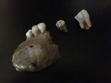 Special Bundle Pack: Sangarin Jaw, CapriTaurus & Sardinia Tooth picture