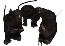 Black Rats Halloween Props Decorations 4.5-5.5 Inch Spooky Decor Set of 3 picture