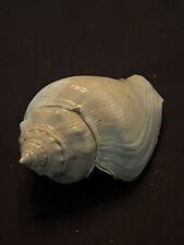 RARE Fossilized FIGHTING CONCH Shell From Central Florida. picture