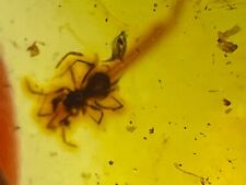 Fossil amber Insect burmite Burmese spider with long tail Myanmar picture