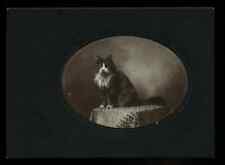 Antique Photo Harry Wetzel's Cat 1900s VTG picture