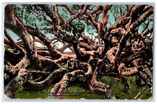 1919 Live Oak Tree Largest In The World Near Monterey California CA Postcard picture