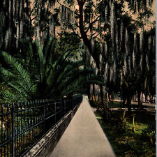 Vintage 1910s Ridgewood Avenue Daytona Florida Postcard picture