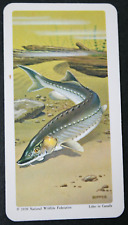 GREAT LAKES  STURGEON    Vintage 1970's Illustrated Card  WC24M picture