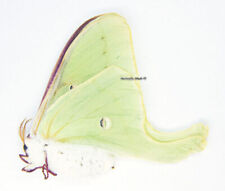 Unmounted Butterfly/Saturniidae - Actias luna, FEMALE, A1/A- picture