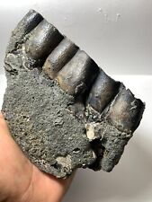 Colorful Aceratherium Primitive fossil tooth Rare Amazing genuine picture