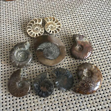 146g  9pcs Ammonite  Specimen Shell Healing Madagascar  Mt892 picture