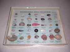 Vintage Sea Shell Shells Mounted Collection w/Names in Box - BEACHCOMBER picture