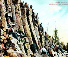 Party at Sheep Eater Cliffs  Yellowstone National Park Vintage Postcard A7 picture