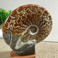 355g Rare natural polished Natural conch  specimens of Madagascar h243 picture