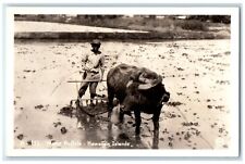 c1940s Water Buffalo Hawaiian Islands Farmer Farming RPPC Photo Antique Postcard picture