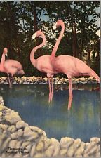 St Petersburg FL-Florida, Tropical Flamingos, Vintage Postcard picture