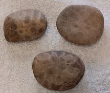 Petoskey Stones, Beautiful Quality 3pc Lake Michigan Unpolished Rocks  picture
