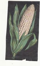 Corn in Green Husk No Advertising Vict Card c1880s picture