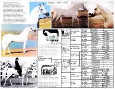 Grey Polish Arabian Horse NABORR Picture Pedigree chart 11 X 8.5 picture