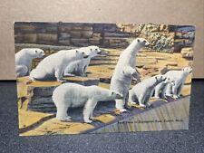 Polar Bears At The Zoo Detroit Michigan Postcard￼ picture