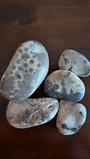 Large Unique Polished Petoskey Stones Real Lake Michigan Fossils Kintsugi Style picture