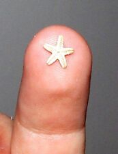 starfish seastar REAL TINY DRIED PRESERVED picture