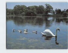 Postcard Swan Trees Nature Lake Scenery picture
