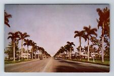 Hollywood FL-Florida, Palm Lined Hollywood Boulevard, Antique Vintage Postcard picture