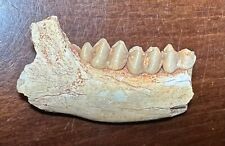 ULTRA RARE fossil PRODREMOTHERIUM early mammal jaw teeth Chattian Oligocene picture