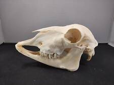 Ram skull | Hornless adult real ram skull bleached skull Sheep skull #R4.1022 picture